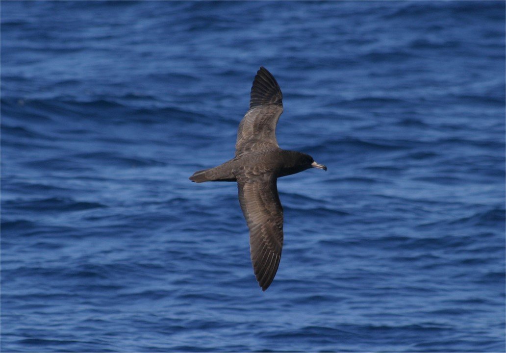 Flesh-footed Shearwater CPC.jpg