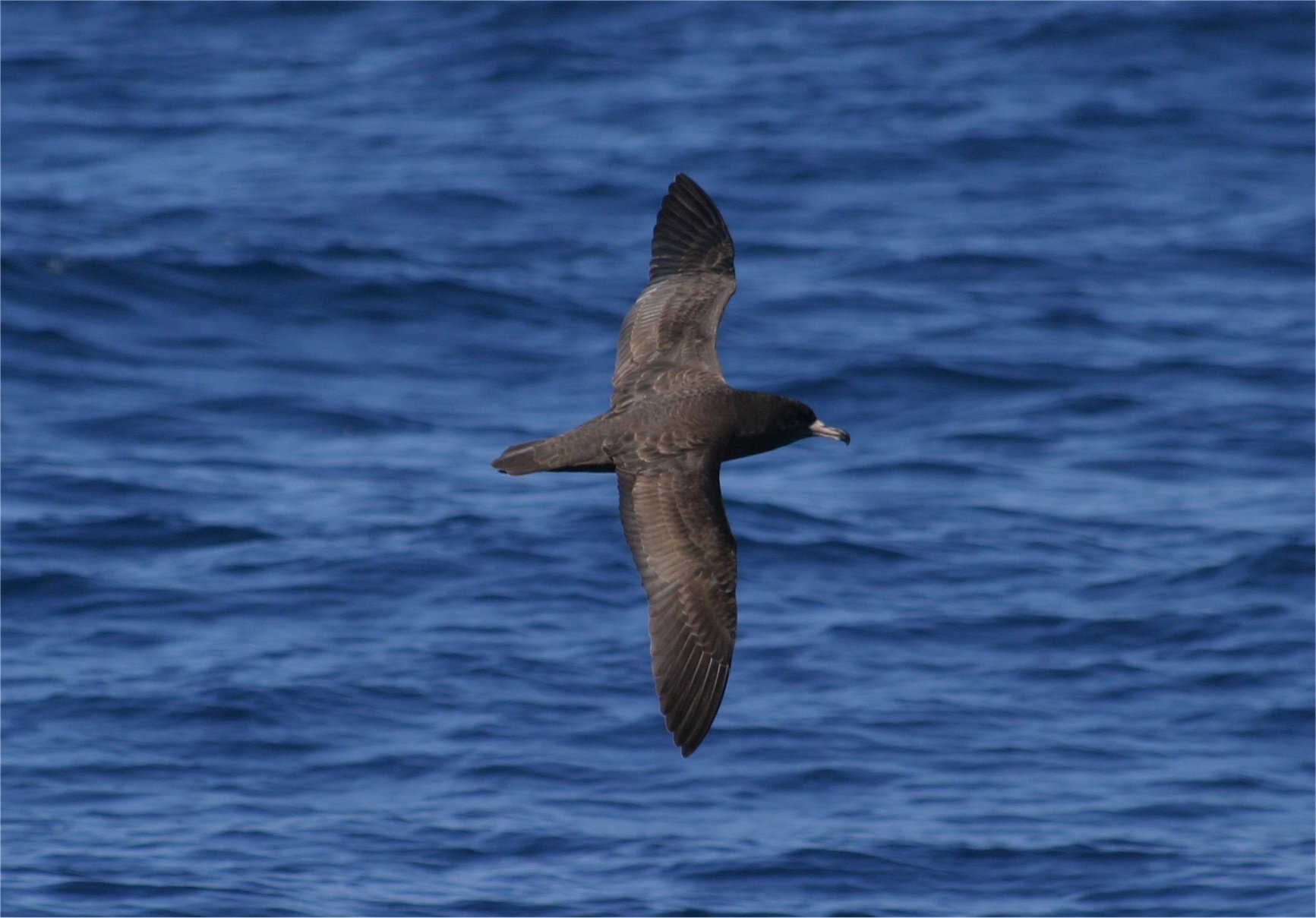 Flesh-footed Shearwater CPC