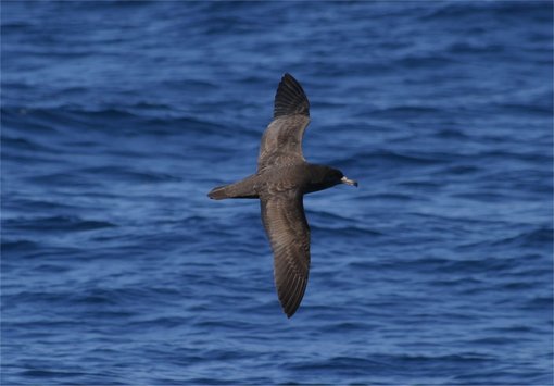 Flesh-footed Shearwater CPC