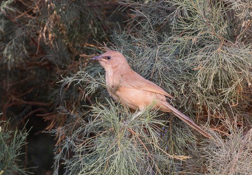 Fulvous Babbler FE