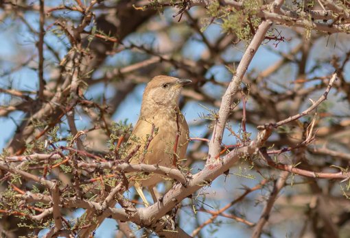 Fulvous Babbler