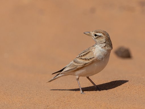 Greater Shorted-toed Lark FE