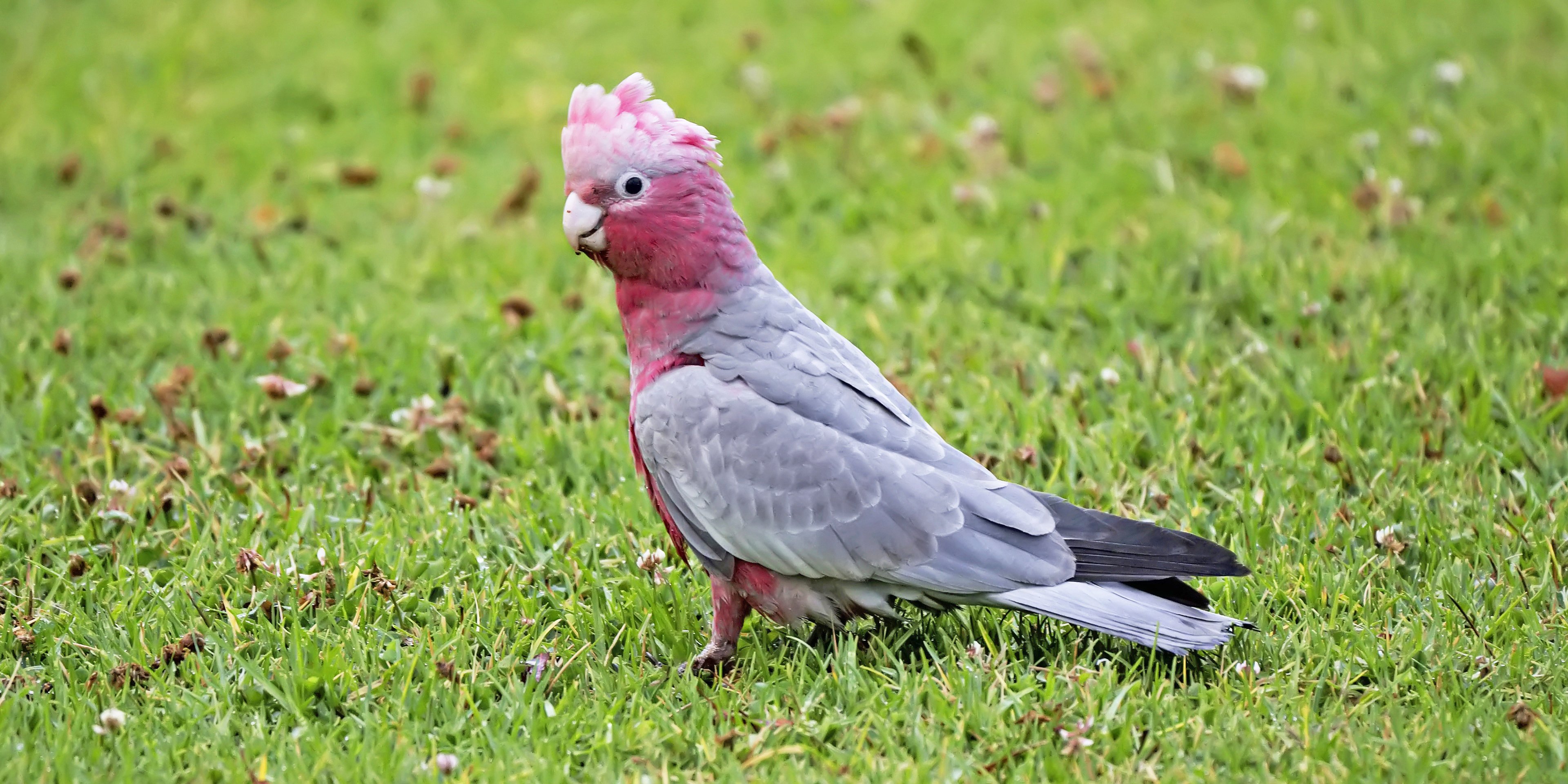 Galah Australia East Rupert Pye.jpg