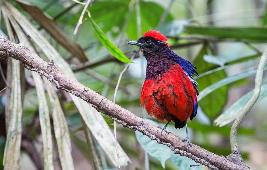 Garnet Pitta 11 Bird Tour Malaysia Borneo cropped.jpg