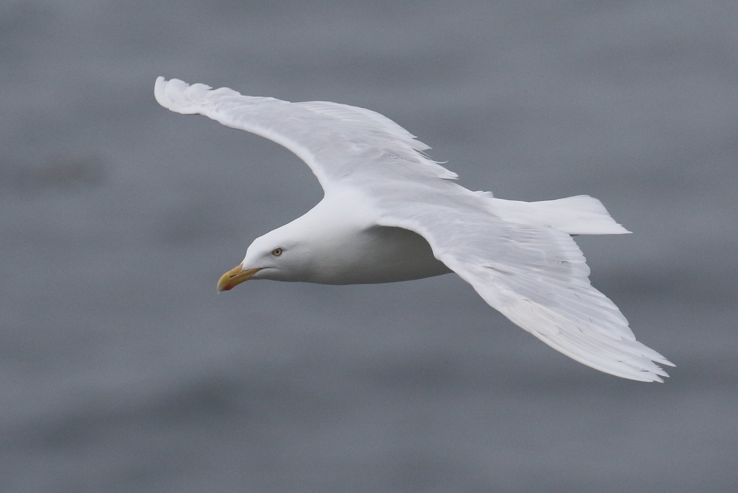Glaucous Gull in flight CPC