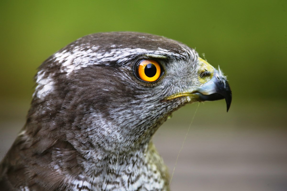 Goshawk-Northern-Birding-Wildlife-tour-Hungary-Kiskunsag-Ecotours-KondorEcolodge.hu-S05A1551.JPG