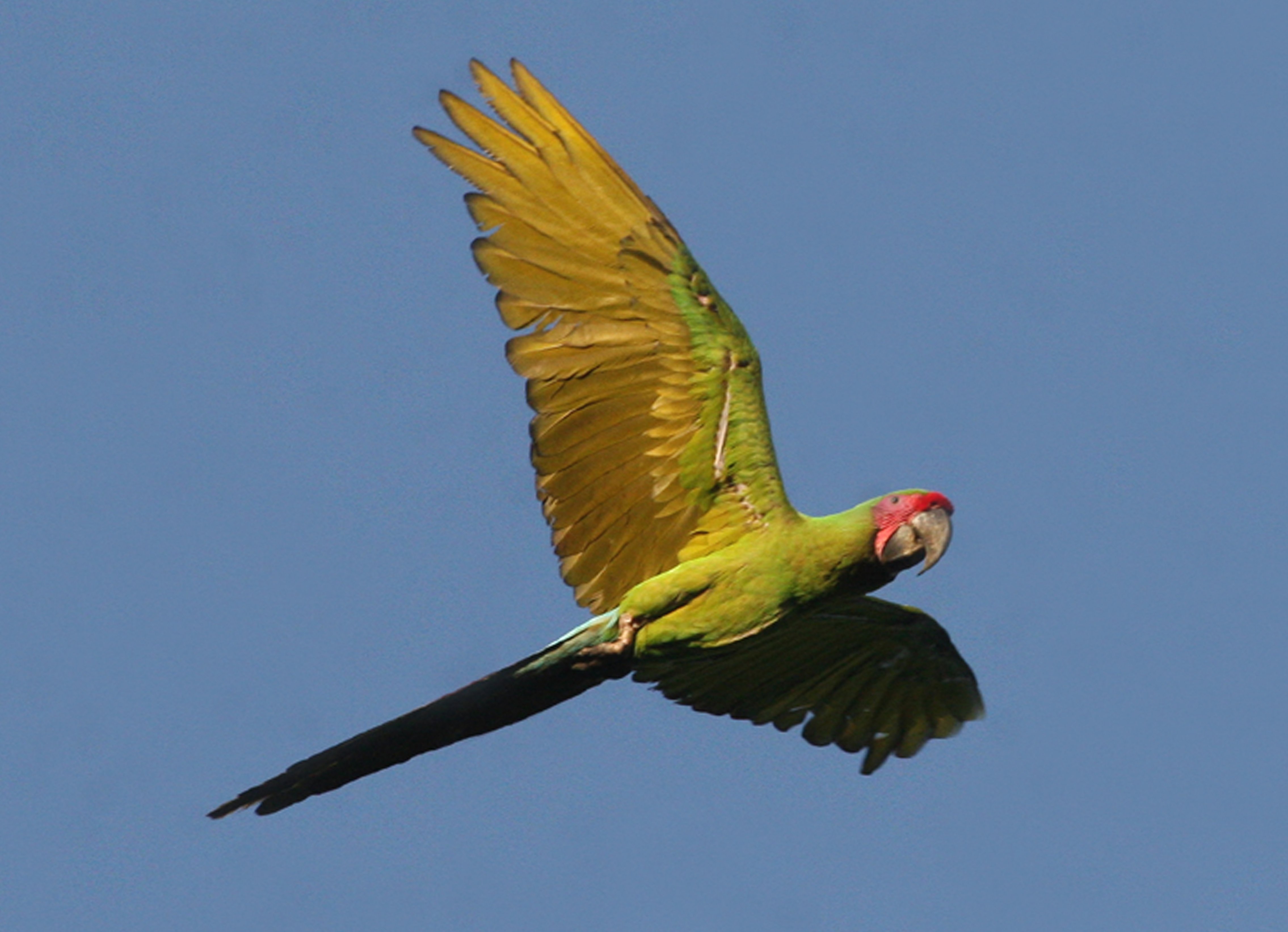 Great Green Macaw in Costa Rica