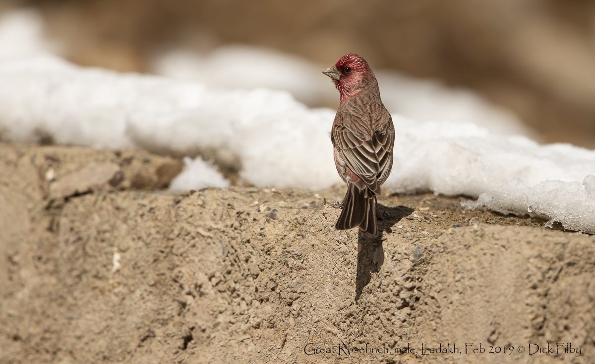 Great Rosefinch, male, Ladakh, Feb 2019 C Dick Filby-2076