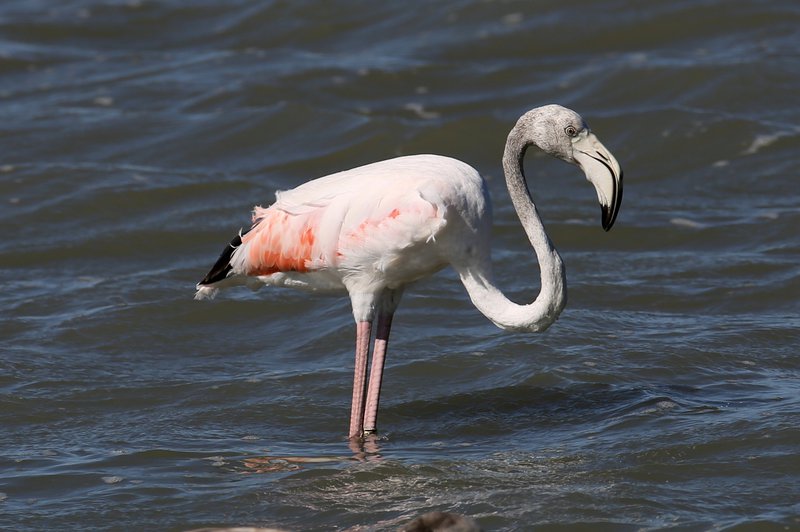 Greater Flamingo 2J8A0118-001 Chris Collins.JPG