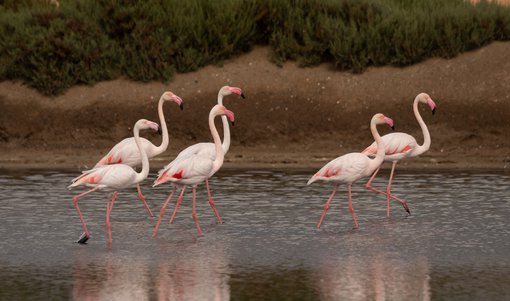 Greater Flamingo Mallorca FE 1019 _MG_7969.jpg