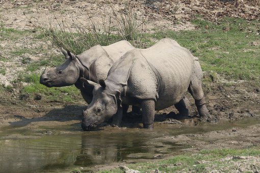 Greater One-horned Rhino 2 resized © Suchit Basnet.JPG