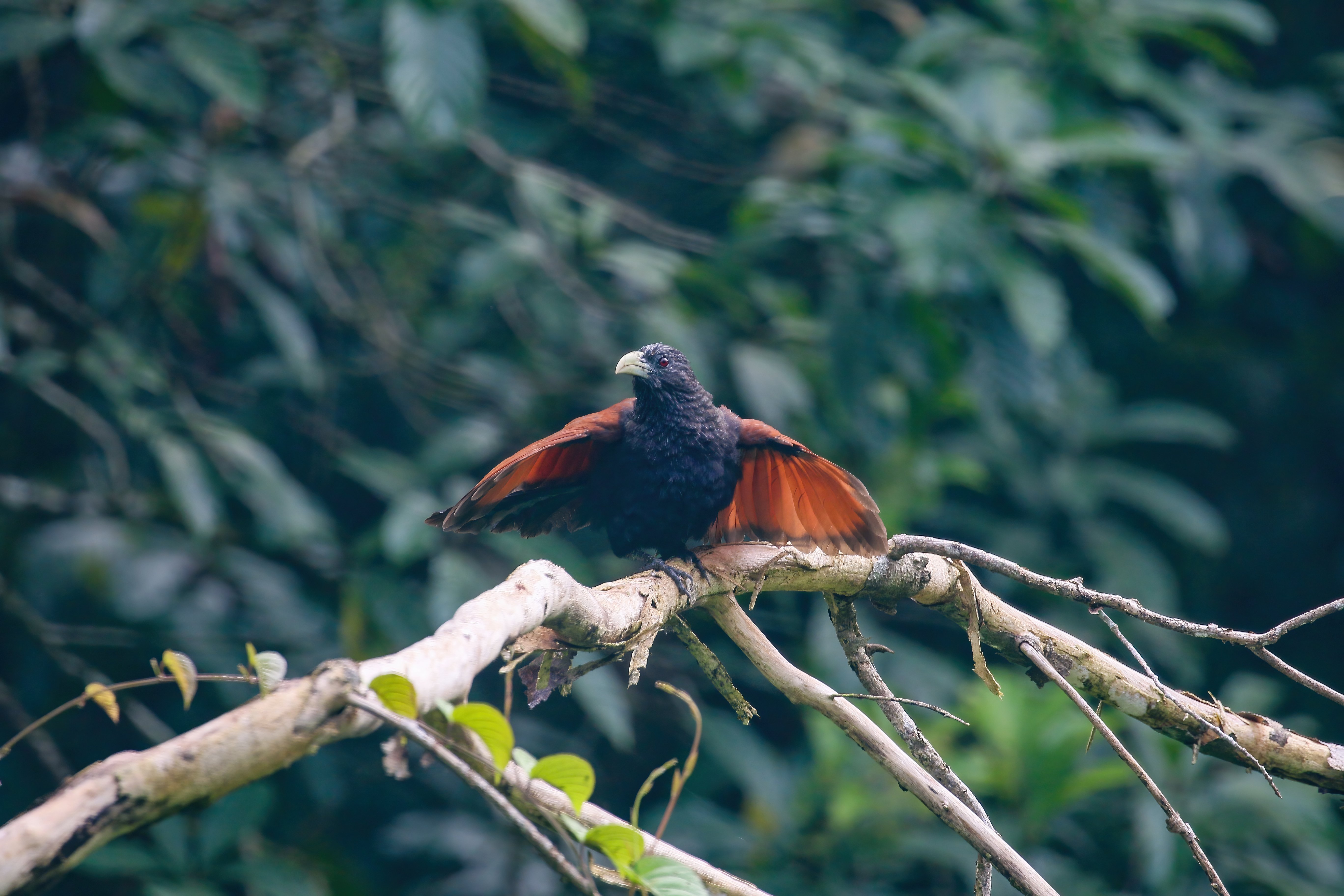 Green-billed Coucal by Mukesh HirdaramaniA