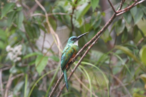 Green-tailed Jacamar CPC.jpg