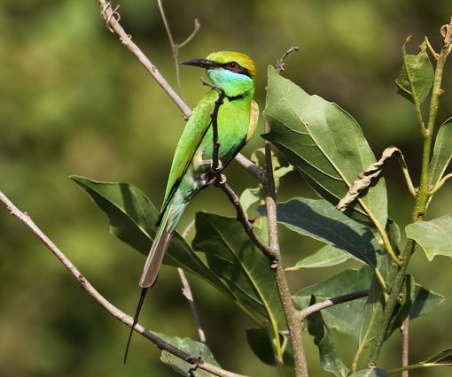 Green Bee-eater 6556 © Suchit Basnet.JPG