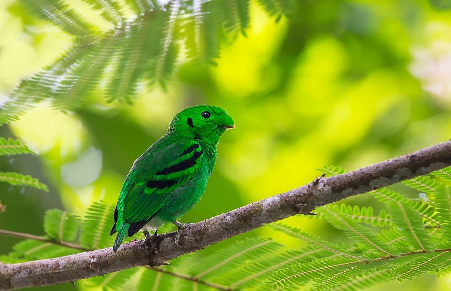 Green Broadbill 12 Bird Tour Malaysia Borneo cropped.jpg