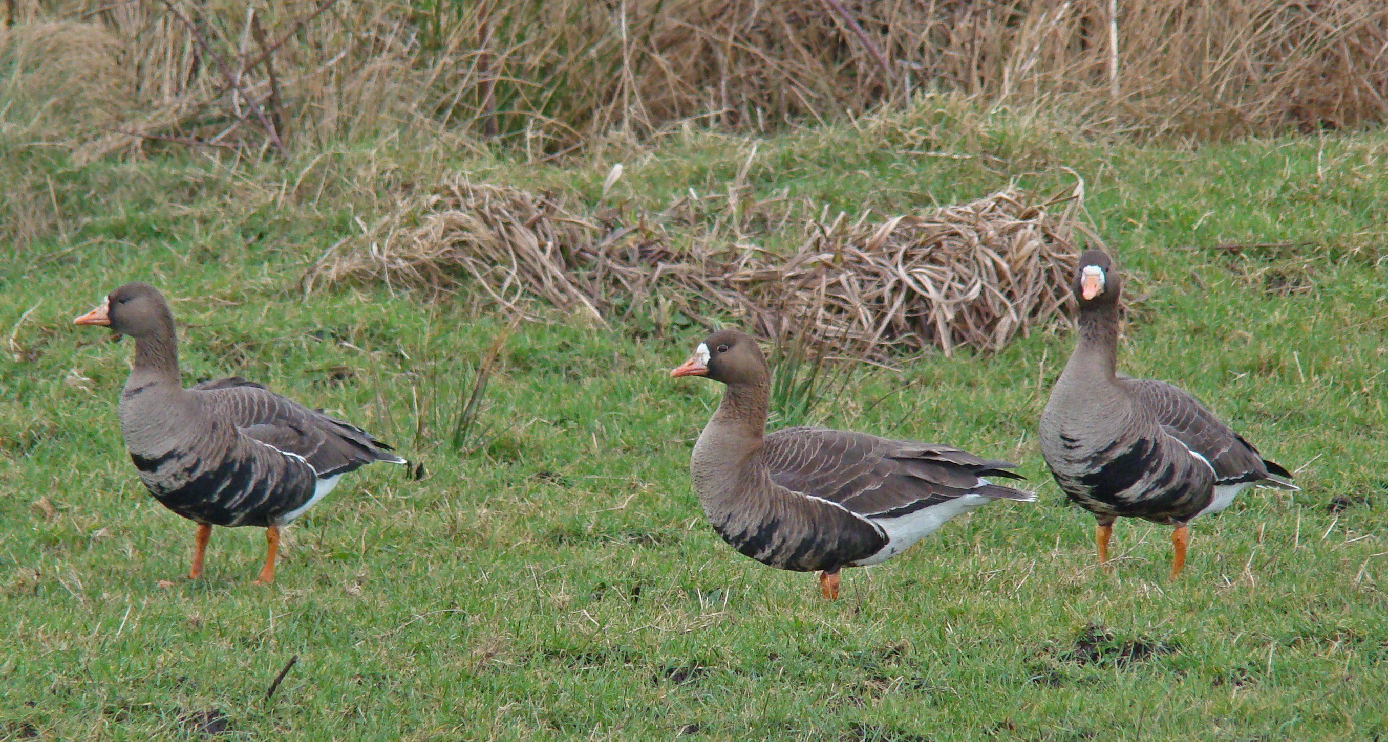 Greenland White-fronted Geese Islay CB 2 15-2-11.ISLAY 055 ck