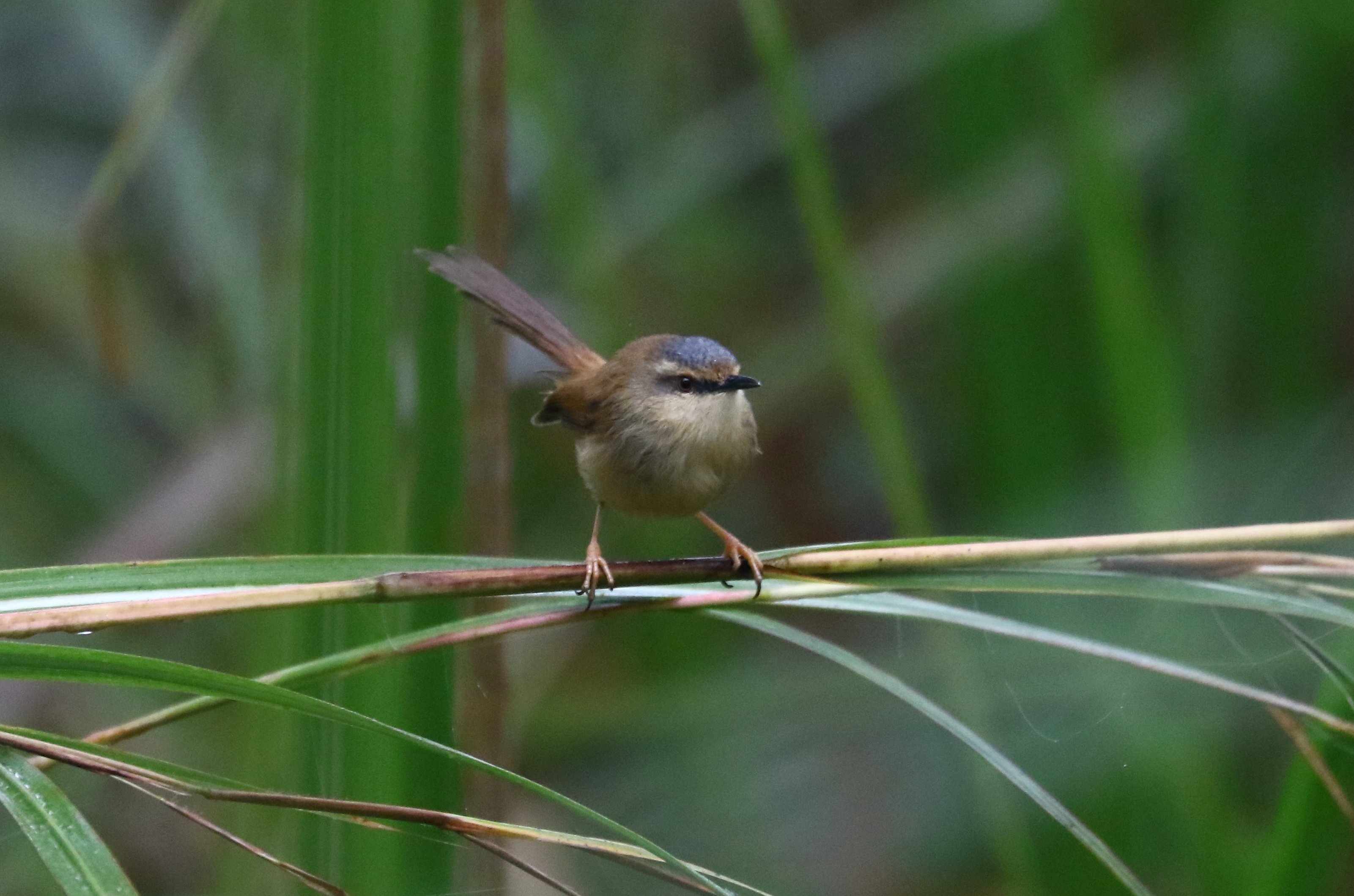 Grey-crowned Prinia © Suchit Basnet.JPG