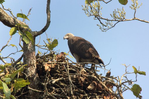 Grey-headed Fish Eagle (1) DW.JPG