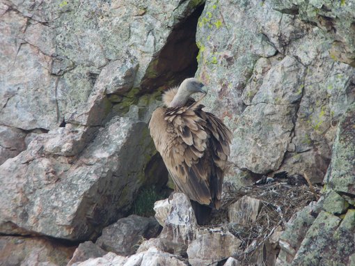 Griffon Vulture DSCN9515