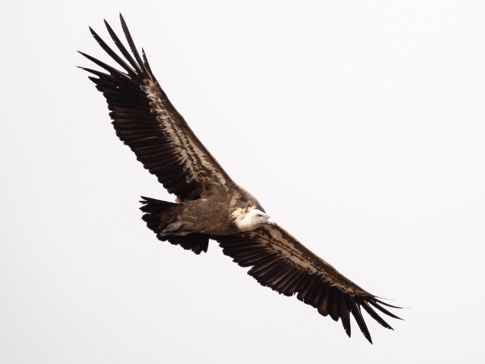 Griffon Vulture Spain 2023-1