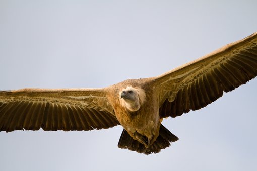 Griffon Vulture head-on close_4411