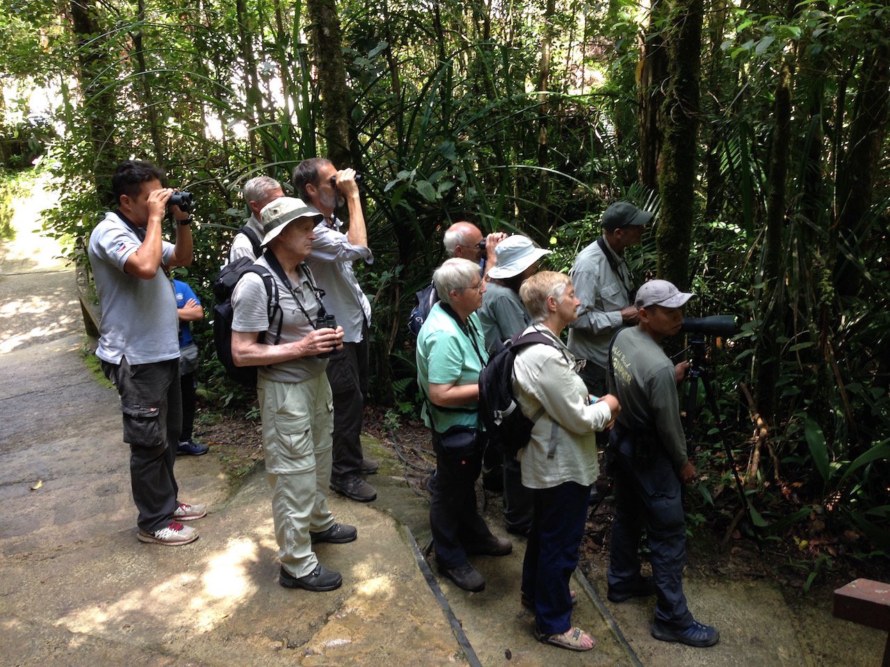 Limosa group at Kinabalu  © Gary Elton.jpg