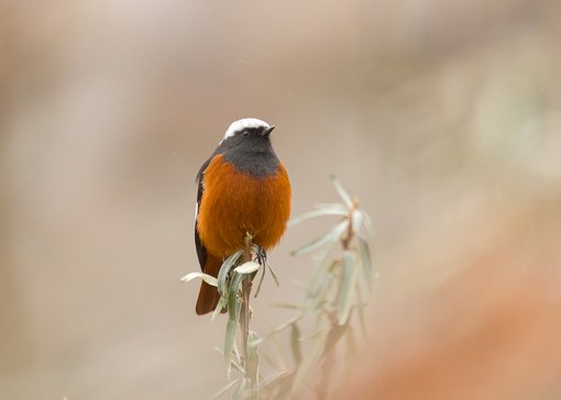 Guldenstad's Redstart. Giorgi Rajebashvili.jpg