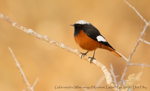 Güldenstädt's (White-winged) Redstart, Ladakh, Feb 2019 © Dick Filby-0428-2