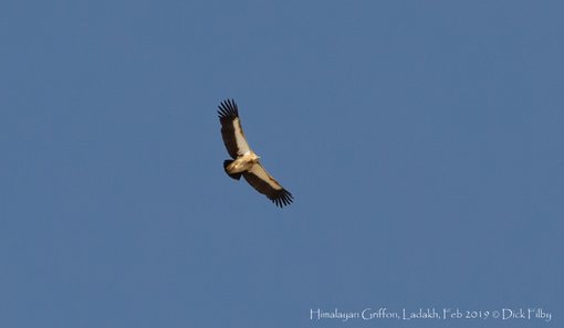 Himalayan Griffon, Ladakh, Feb 2019 © Dick Filby-1255