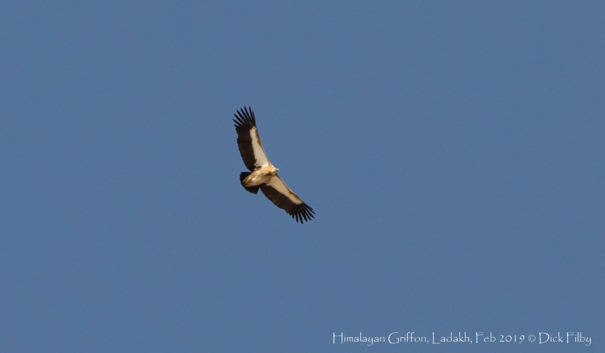 Himalayan Griffon, Ladakh, Feb 2019 © Dick Filby-1255