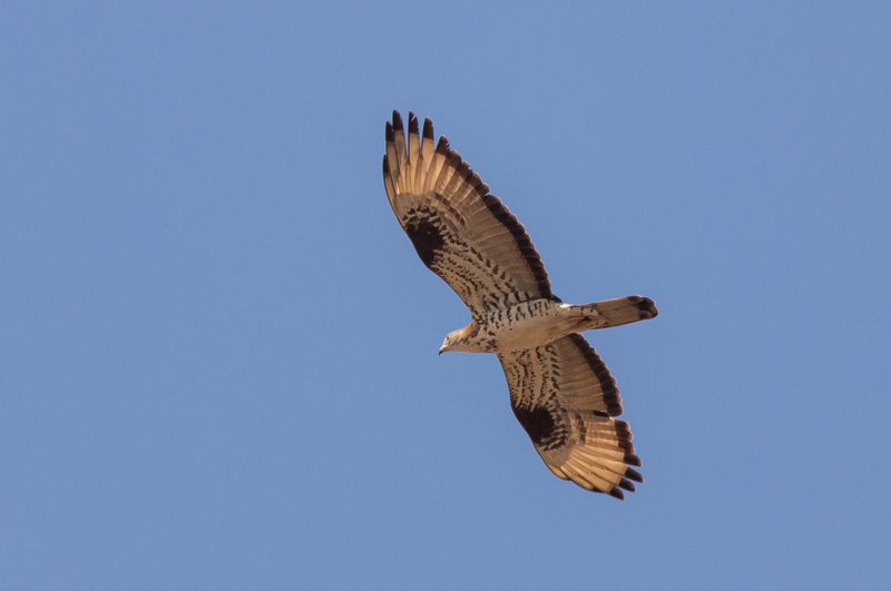 HoneyBuzzard