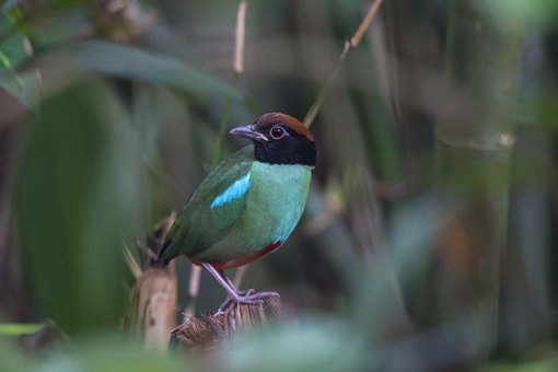 Hooded Pitta Liew Weng Keong_MG_8116 2400.jpg