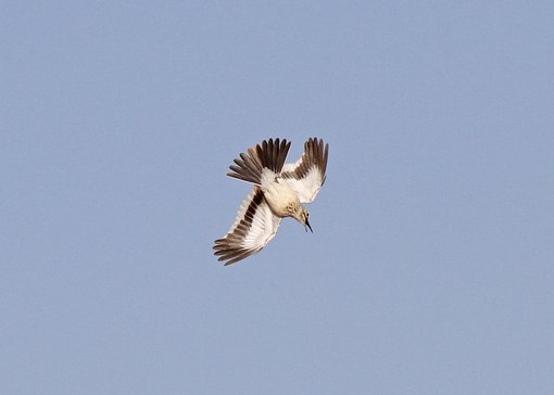 Hoope Lark display_MG_2260