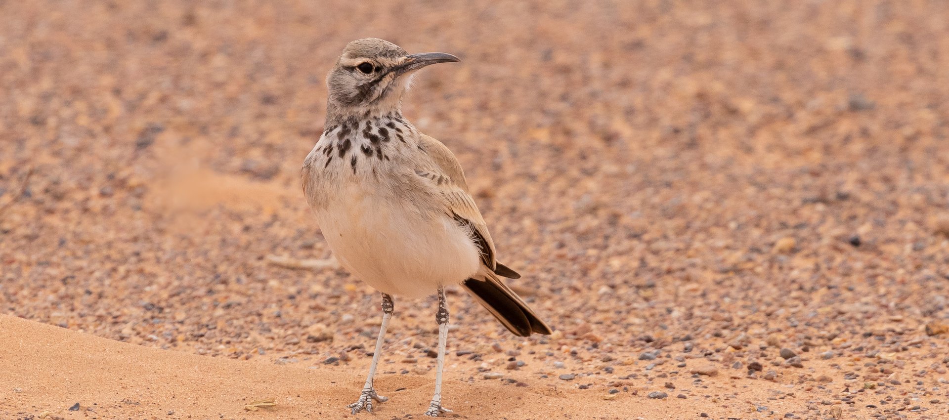 limosa bird tours