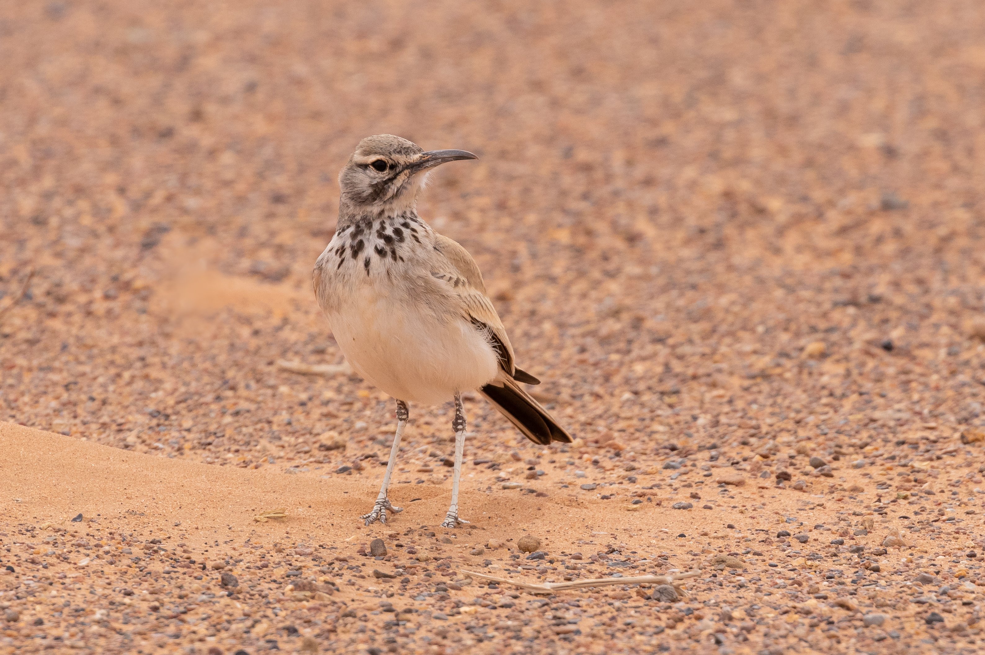 Greater Hoopoe-Lark FE