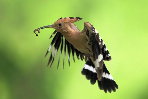 Hoopoe Eurasian-Kiskunsag-Birding-Wildlife-tour-Hungary-Ecotours-KondorEcolodge.hu-S05A0641 colour adjusted.jpg