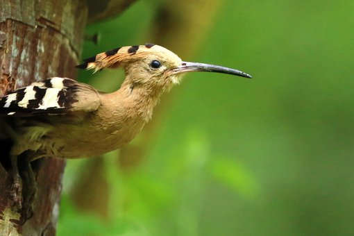 Hoopoe Eurasian-Kiskunsag-Birding-Wildlife-tour-Hungary-Ecotours-KondorEcolodge.hu-S05A0655.JPG