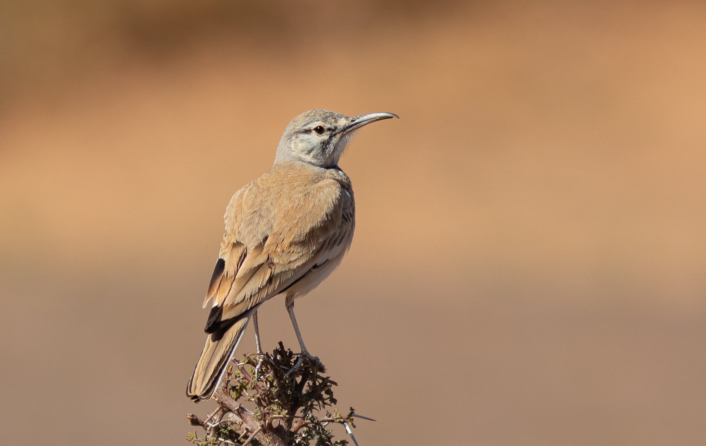 Hoopoe Lark