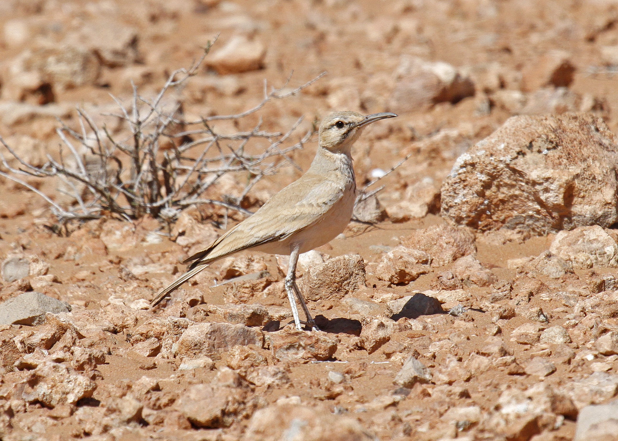 Hoopoe Lark 1_MG_2198