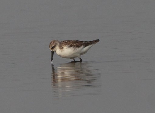 Spoon-billed Sandpiper CPC IMG_3990-1.JPG