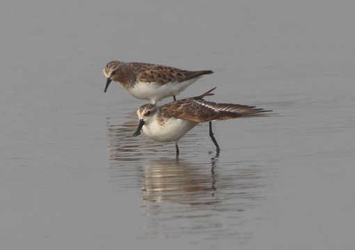 Spoon-billed Sandpiper CPC IIMG_4042-2.JPG