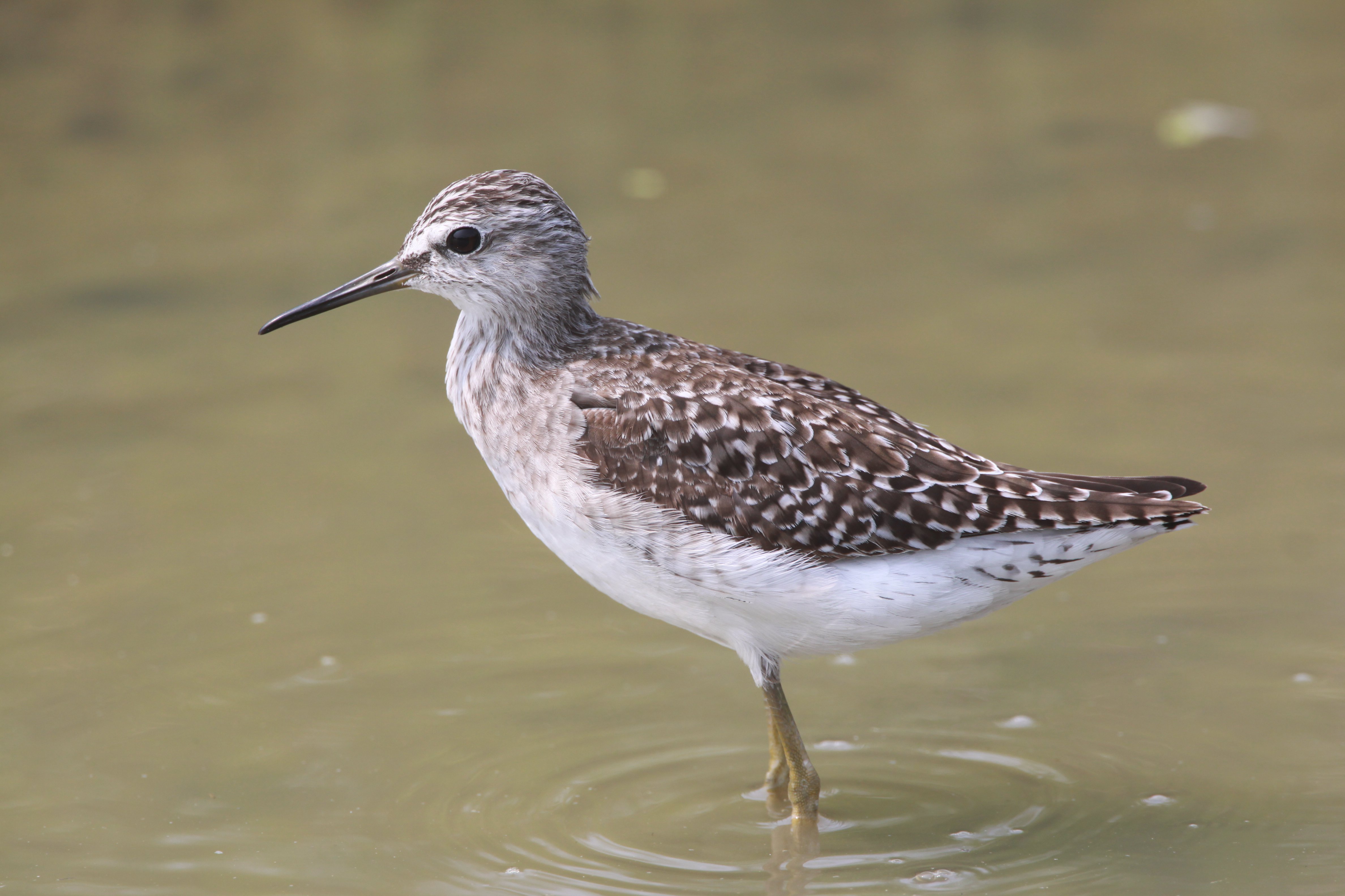 Wood Sandpiper CPC IMG_4134.JPG