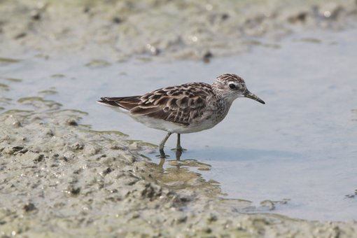 Long toed Stint CPC IMG_4180.JPG