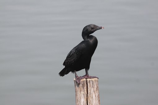 Little Cormorant CPC IMG_4195.JPG