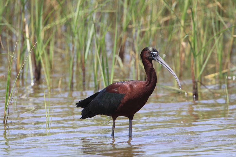 Glossy Ibis CPC IMG_9210.JPG