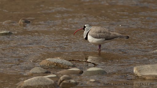 Ibisbill, Ladakh, Mar 2019 C Dick Filby-3974