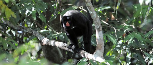 Red-nosed Bearded Saki CPC Image1.jpg