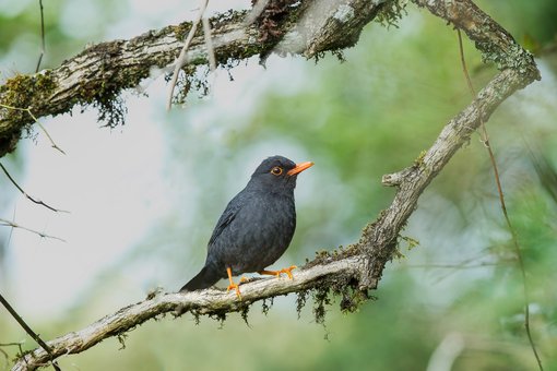 Indian Blackbird by Indika JayatissaA