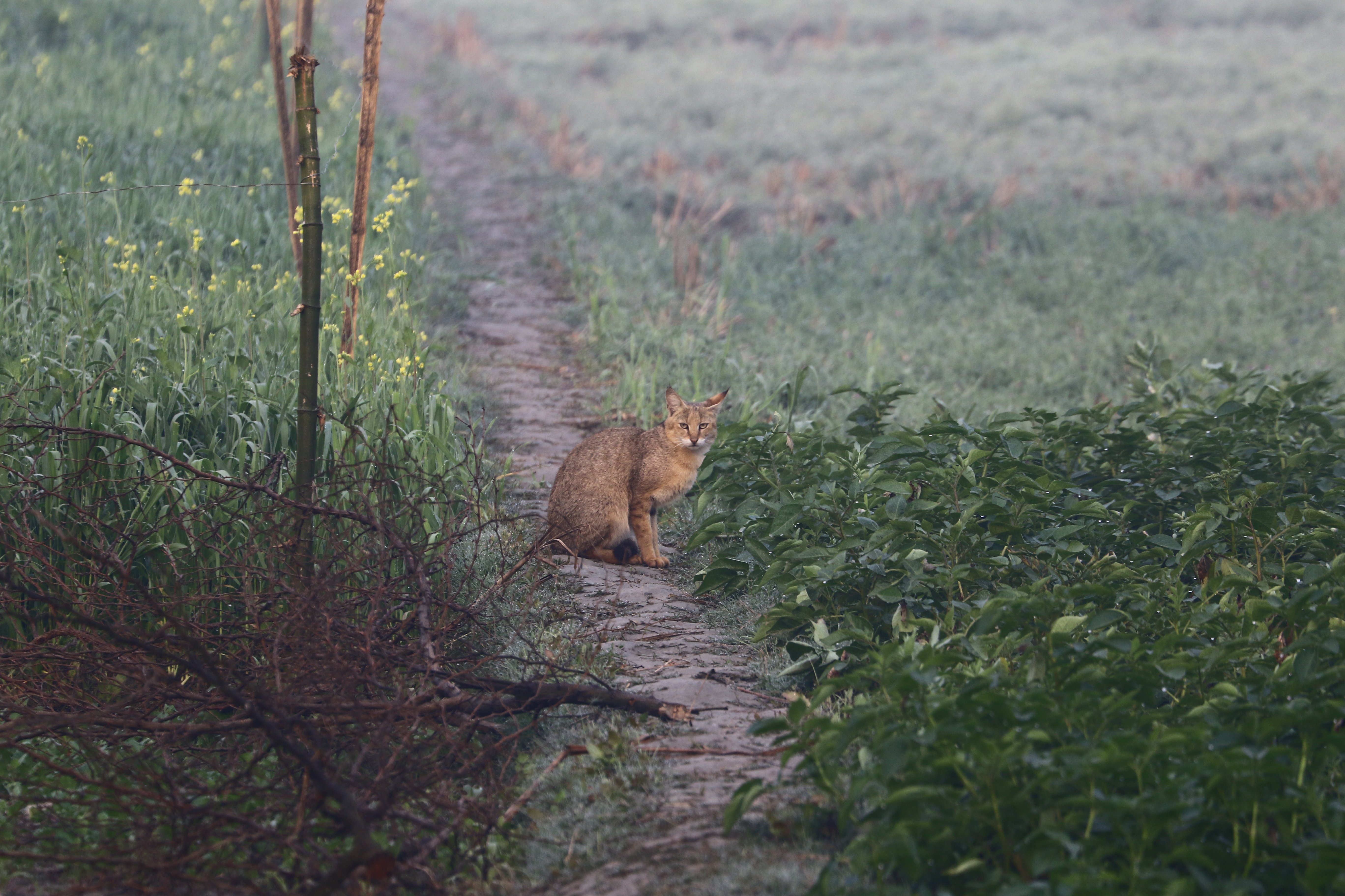 Jungle Cat © Suchit Basnet.JPG