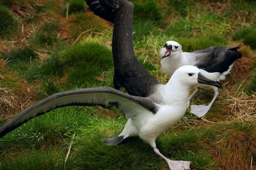 Juvenile Yellownose Albatross_Alexey German